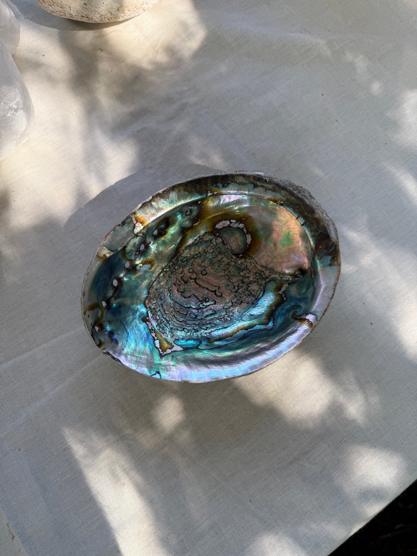Groene Abalone Smudge Schelp