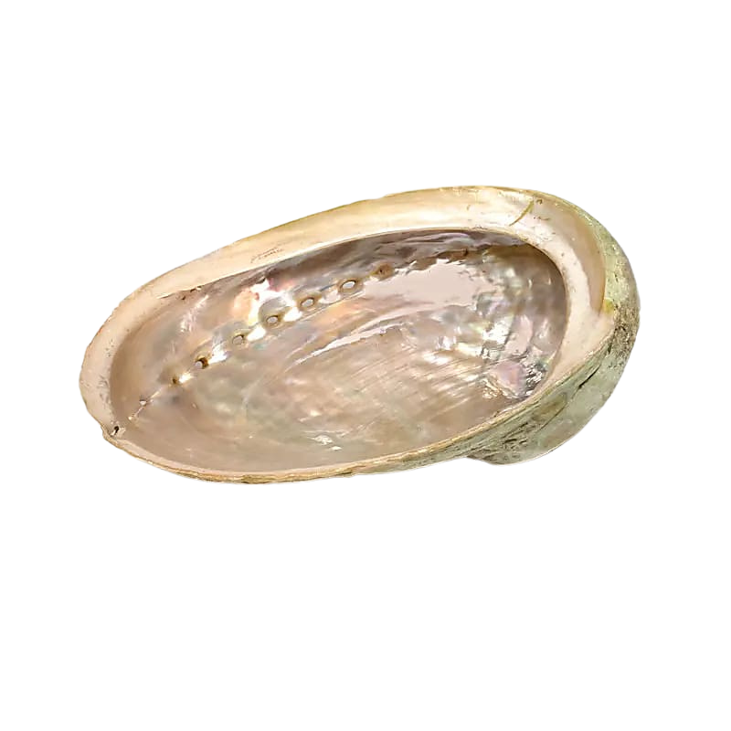Abalone Smudge Schelp