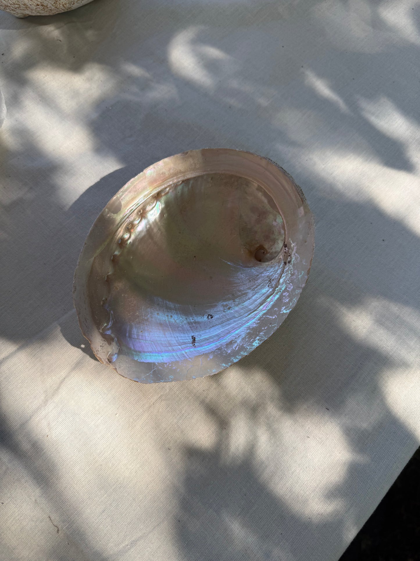 Abalone Smudge Schelp