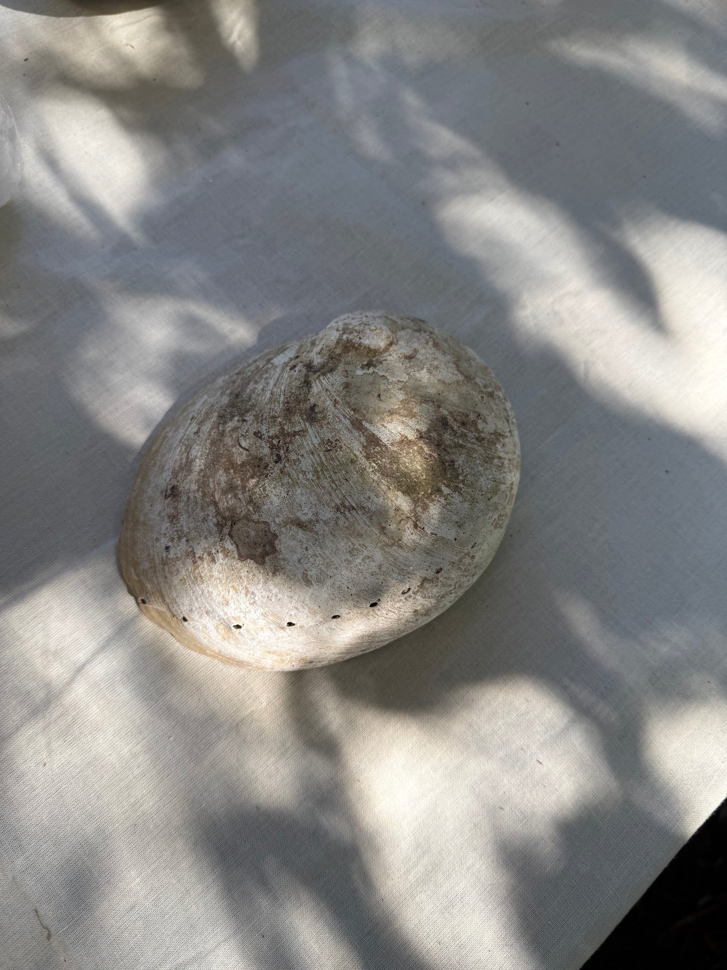 Abalone Smudge Schelp