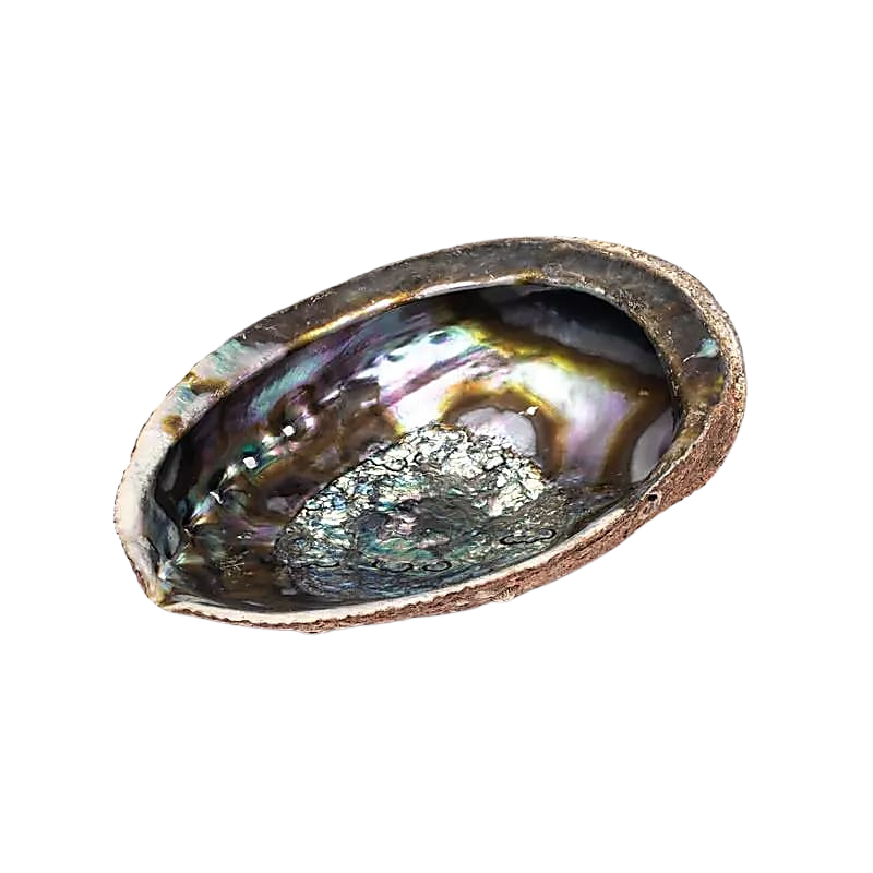 Groene Abalone Smudge Schelp